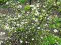 2003-0527whiteshrub